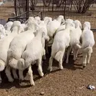 طليان تربيه مراح واحد