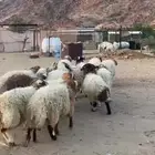 خرفان نعيم كرمات
