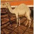قعود للبيع شمال ام الجماجم
