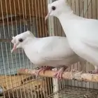 ياكريم دبل كرست