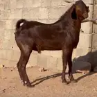 فحل ادهم ادبس رباع