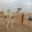 قعود اوضح كفو رماني