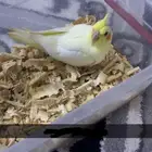 فرخ كروان لاتينو عيون حمر