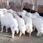 ذبايح حريه ضحايا