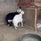 طليان مغلقه شحم