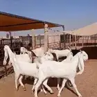 7 معزا جذعات مطورات ( 6 دفيع شرط سونار )