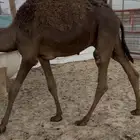 قعود قصب