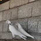 جواز باكستاني جنسرا تب التوب ( تم البيع )