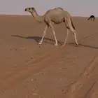 قعود للبيع يرضع امه