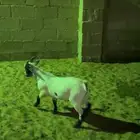تيس قزمي ذبيحة