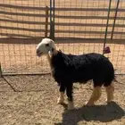 للبيع خروف نجدي طيب العمر 6