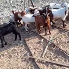 تيوس جنوبيه مع الذبح والتوصيل