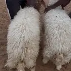 طليان