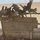 حمام للبيع