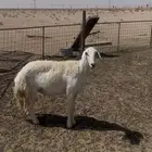 حريه ثنيه