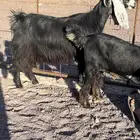 عارضية