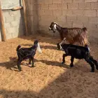 عنز متبع ودافع