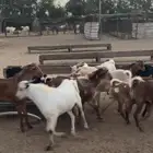 تيوس محايلية سمان