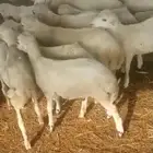 فران تربيه ورخيل للبيع