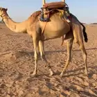 شمال عفيف قعود ركبي مدرب للبيع سنه يدخل جذع