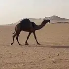 قعود دخال جذع فحل من سلالة غريبن اسكيني