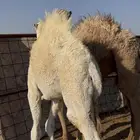 للبيع حشو قصب العدد ثنتين قعدان