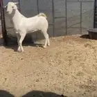 مشروع فحل بيشي فاخر