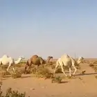للبيع اباعر ثلاث