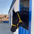 حصان ادهم واهو