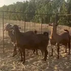 معزا دهم ( تم البيع )