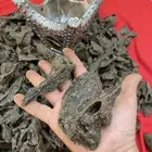 عود كلمنتان مالينو زواجات ومناسبات فاخر جدا