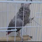 للبيع ذكر كاسكو منتج محلل