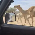 ناقه عشرا كفو طيبه ضروبه بنتها برا البيعه