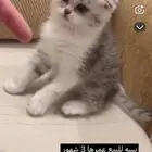 للبيع