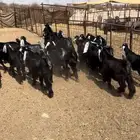 تيوس رقم 1