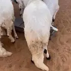 طليان سواكن