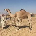 هجن بنت حراق الامير تركي لقحه