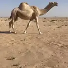 ضرايب شقح