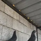 طبات رامبوري فواخر