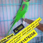 دكر دره نيبالي