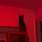 كلب جيرمن و كلب بومرينان للبيع