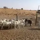 ضان للبيع