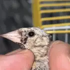 حسون سوري فرخ