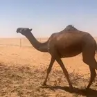 حقه صفرا المصدر أبل الجمالين على وسم الجمالين