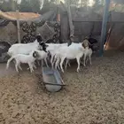 برابر متابيع للبيع