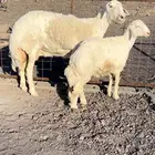 عرض فااخر