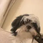كلب شيتزو