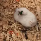 هامستر ونتر وايت