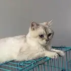 للتزاوج الذكر سيمبا سكوتش استريت ny1133