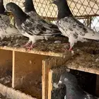 للبيع حمام بكستاني